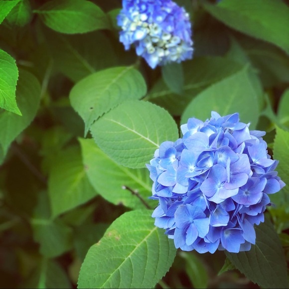 Meet your Posher, Marianne - Picture 3 of 6